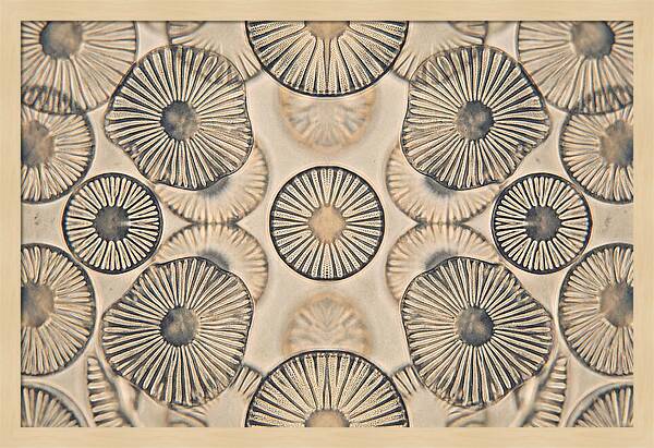 Microscopic Diatom Patterns