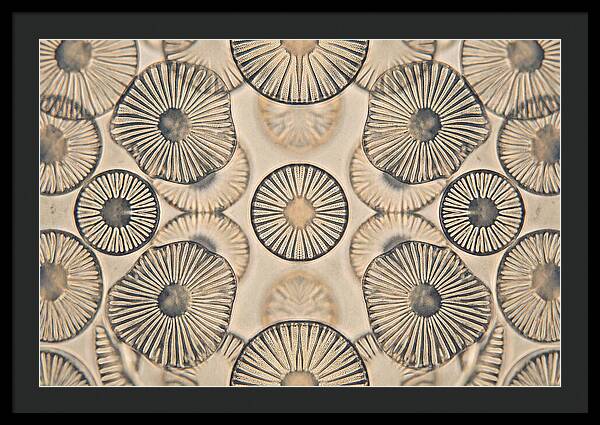 Microscopic Diatom Patterns