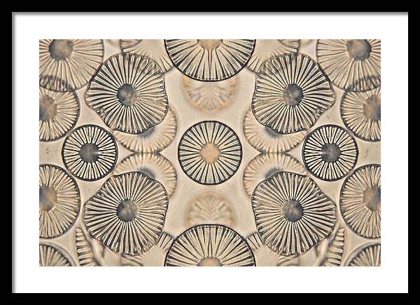 Microscopic Diatom Patterns