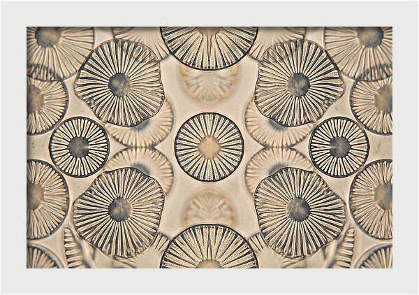 Microscopic Diatom Patterns