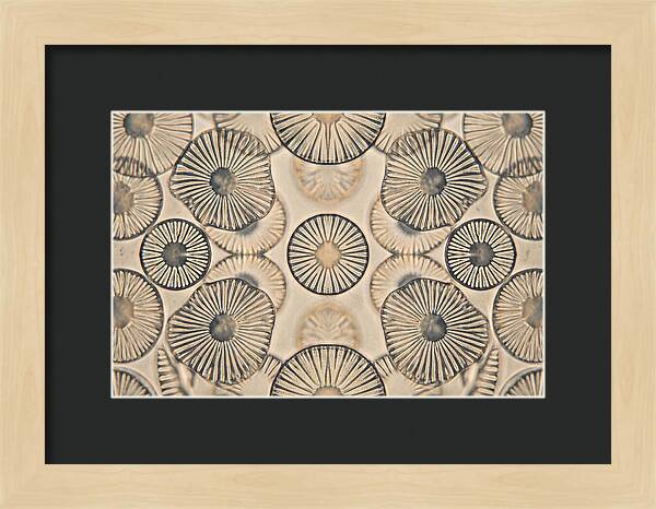 Microscopic Diatom Patterns