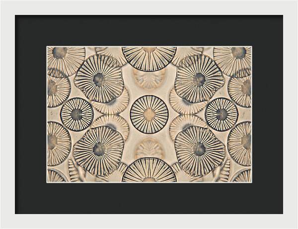 Microscopic Diatom Patterns