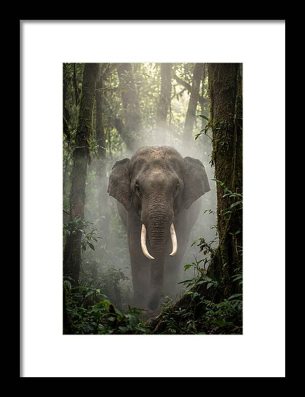 Mighty Presence In Misty Forest