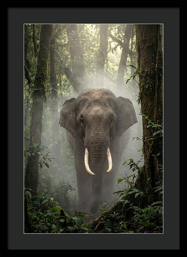 Mighty Presence In Misty Forest