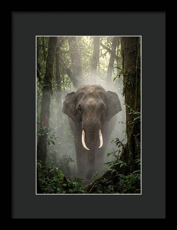 Mighty Presence In Misty Forest