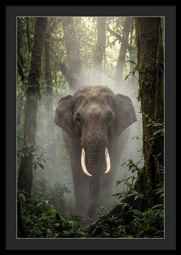 Mighty Presence In Misty Forest