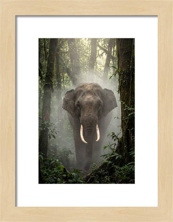 Mighty Presence In Misty Forest