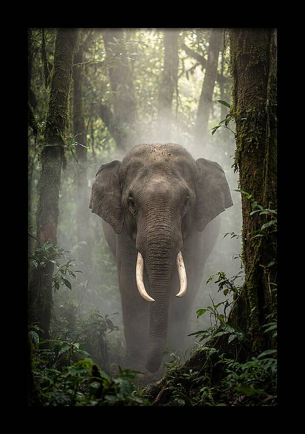 Mighty Presence In Misty Forest