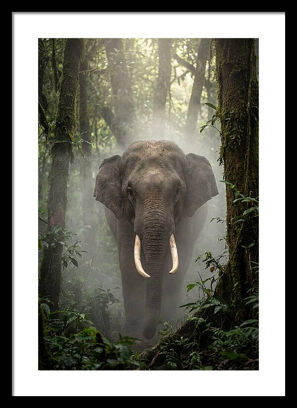 Mighty Presence In Misty Forest
