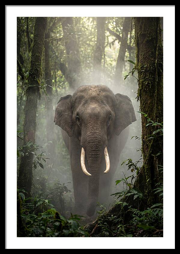 Mighty Presence In Misty Forest