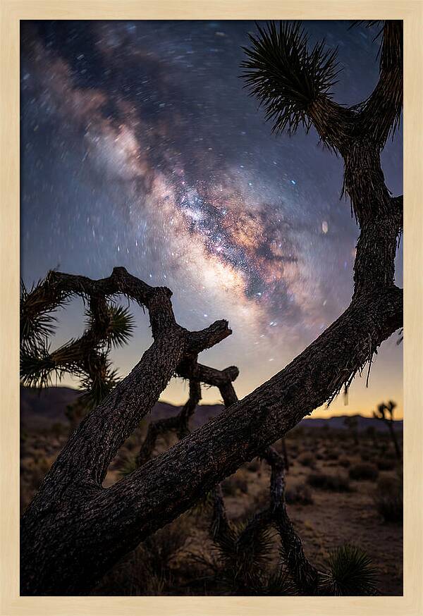 Milky Way Over Joshua Tree