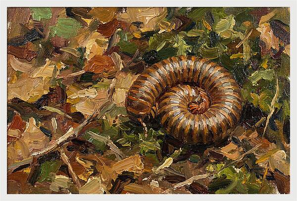 Millipede Among Autumn Leaves