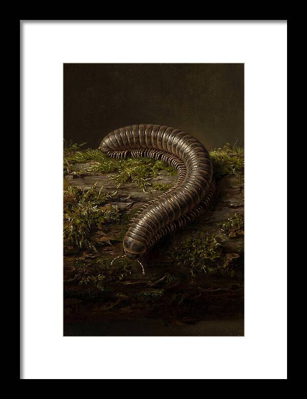 Millipede On Mossy Log