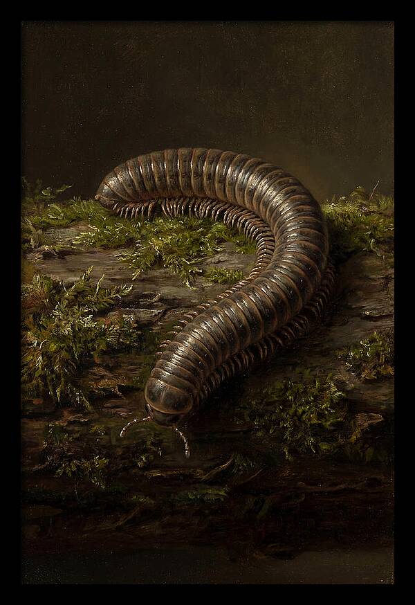 Millipede On Mossy Log