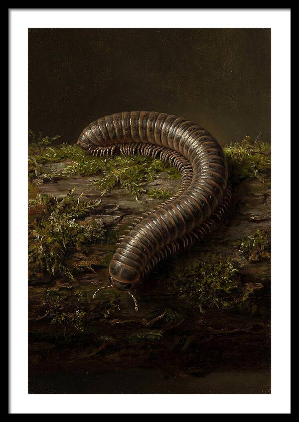 Millipede On Mossy Log