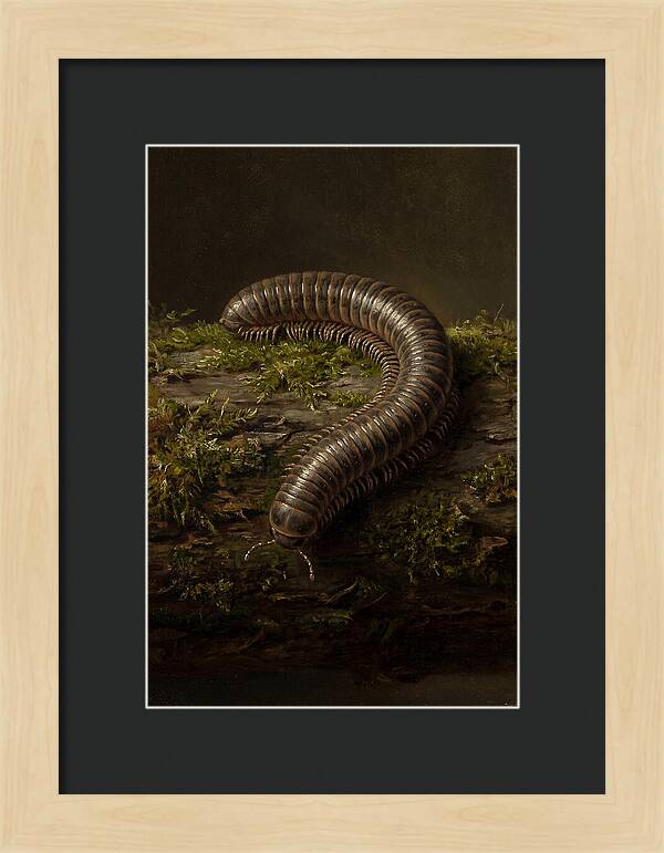 Millipede On Mossy Log