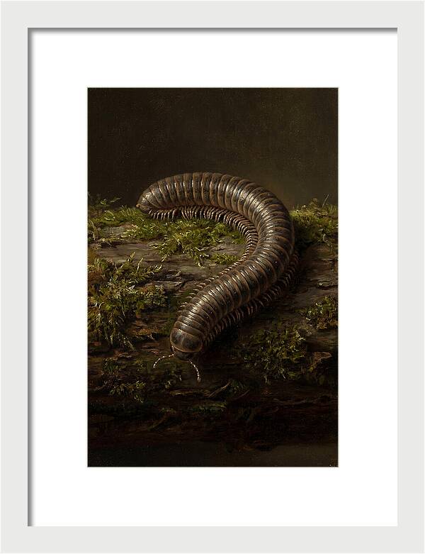 Millipede On Mossy Log