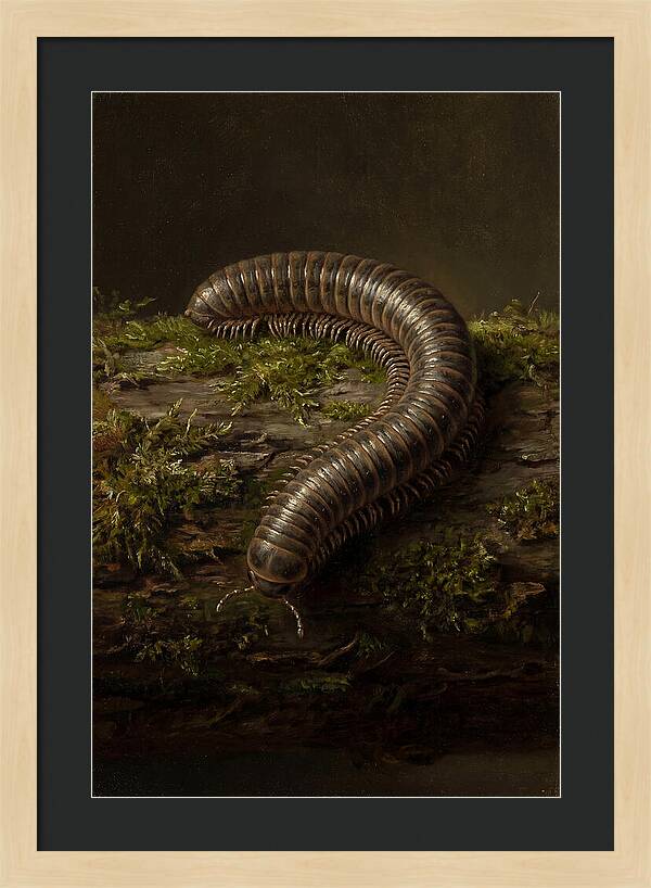 Millipede On Mossy Log
