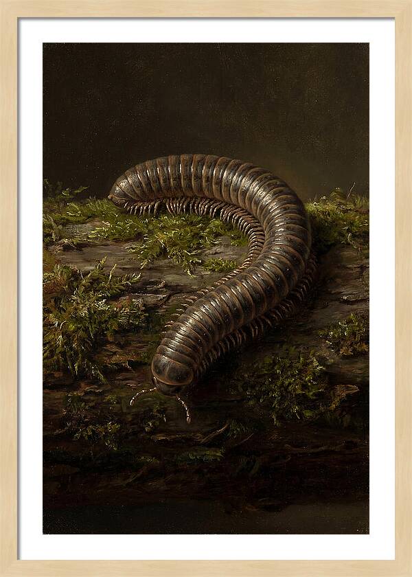 Millipede On Mossy Log
