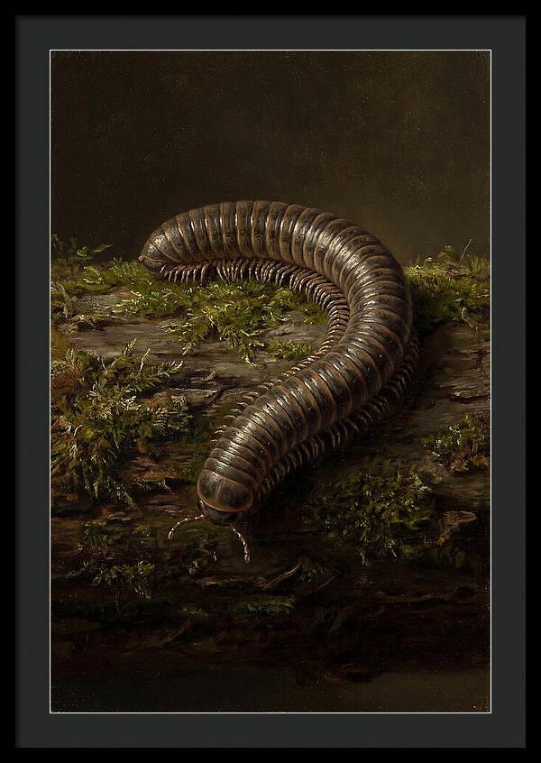 Millipede On Mossy Log