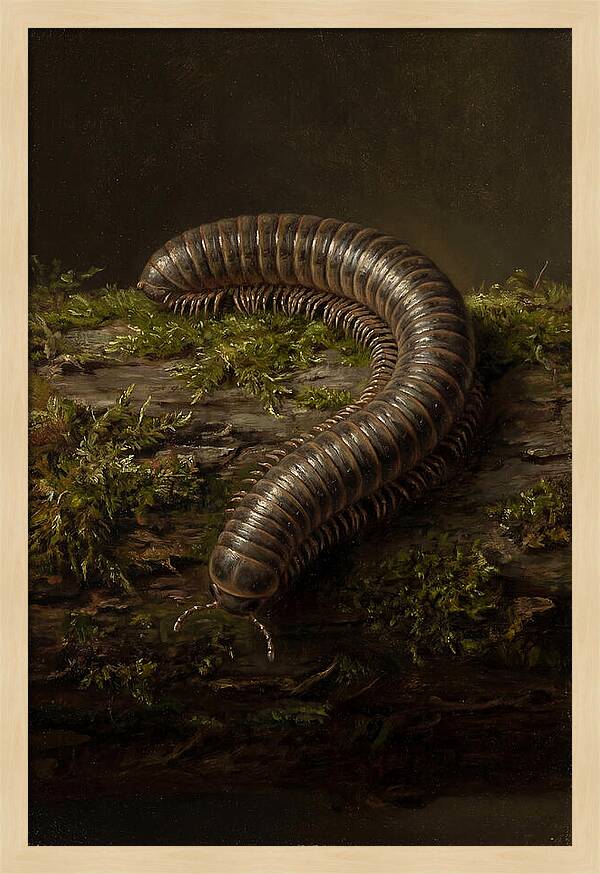 Millipede On Mossy Log