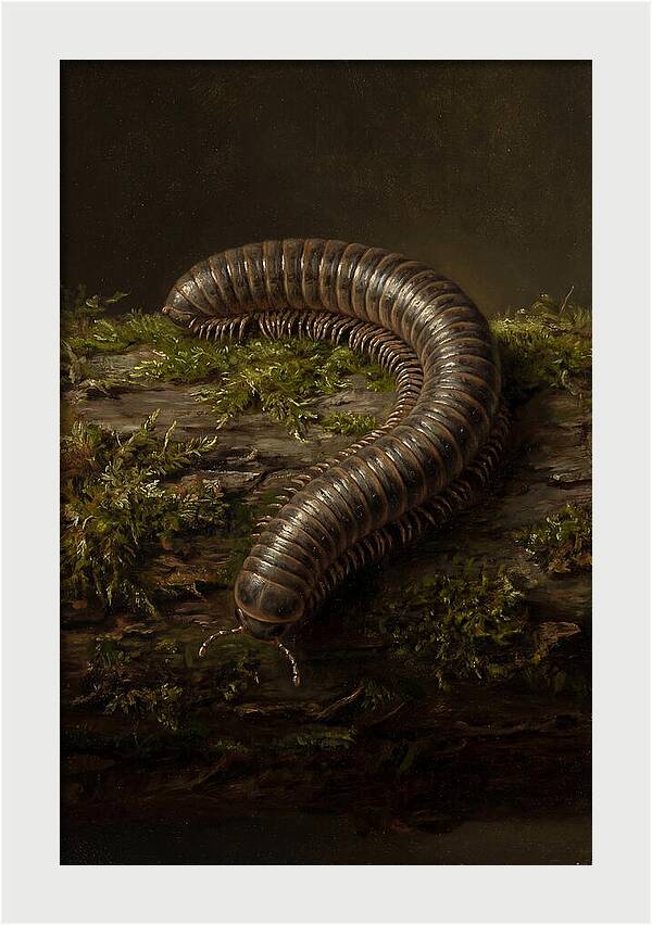 Millipede On Mossy Log