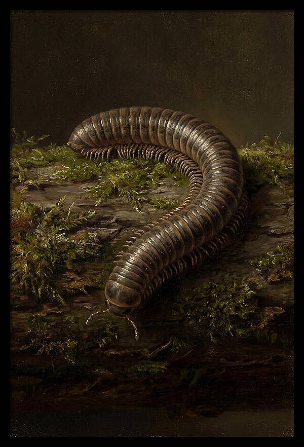 Millipede On Mossy Log