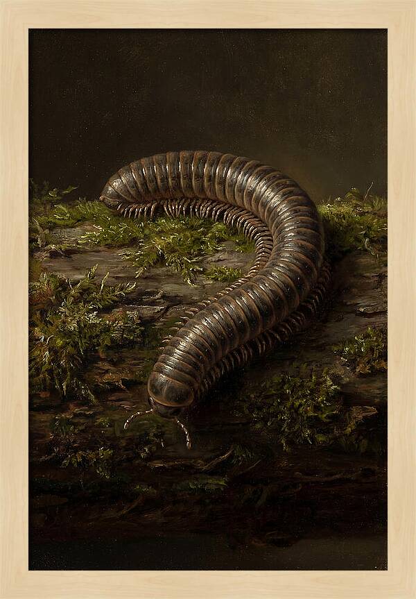 Millipede On Mossy Log