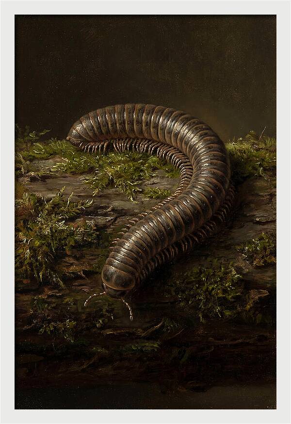 Millipede On Mossy Log
