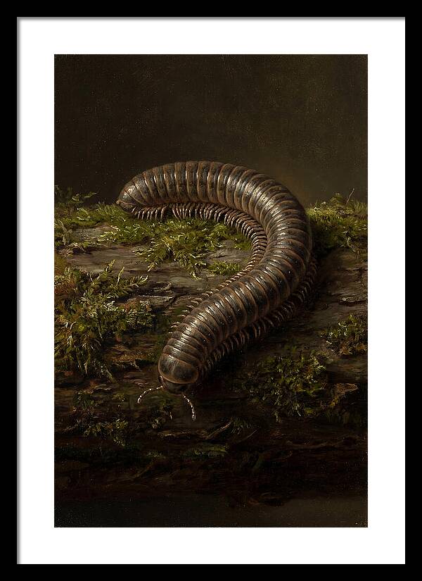 Millipede On Mossy Log