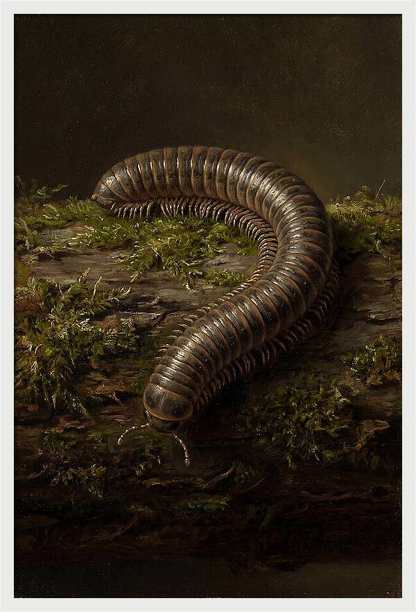 Millipede On Mossy Log