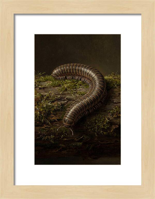 Millipede On Mossy Log