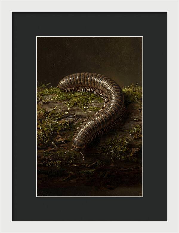 Millipede On Mossy Log