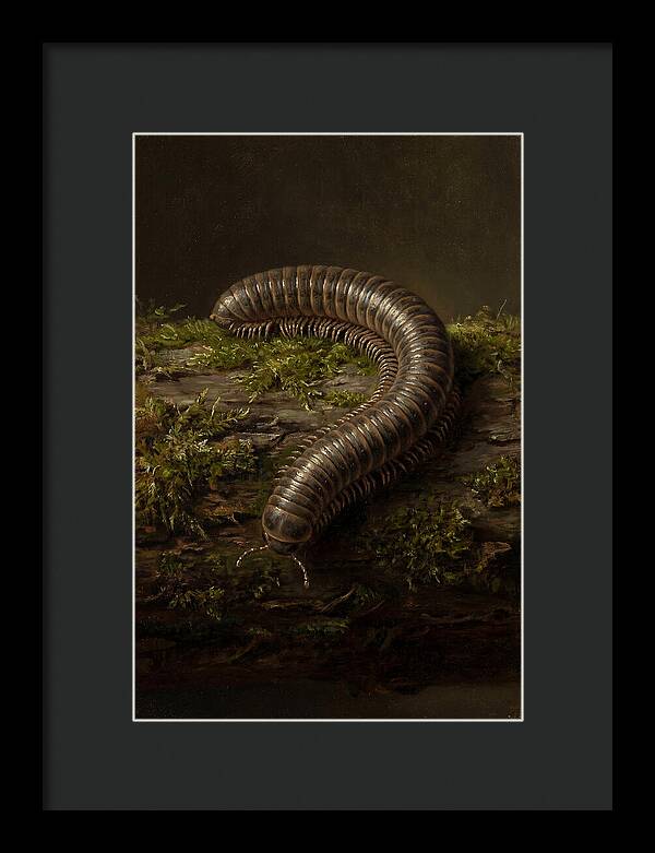 Millipede On Mossy Log