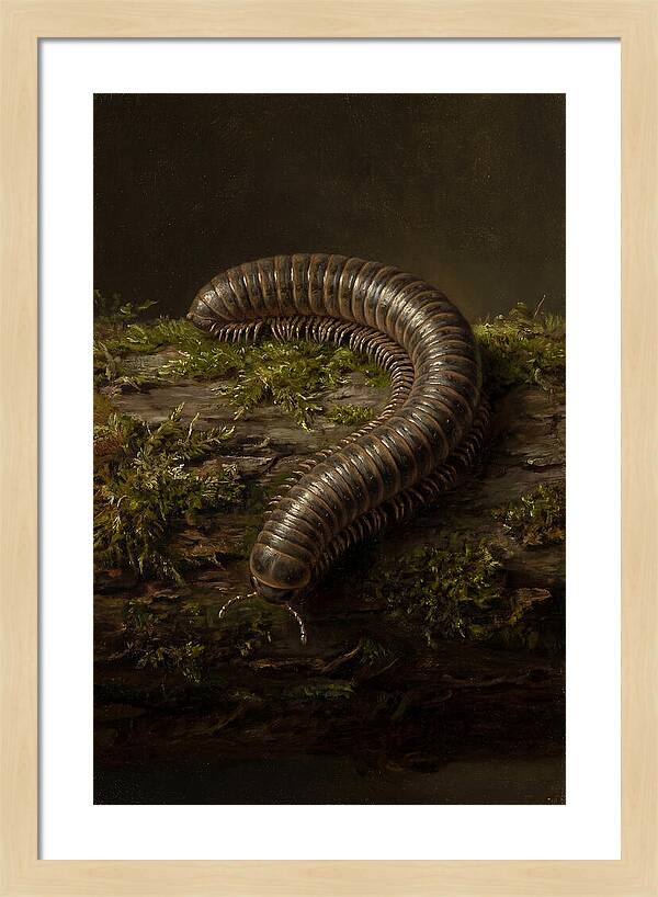 Millipede On Mossy Log