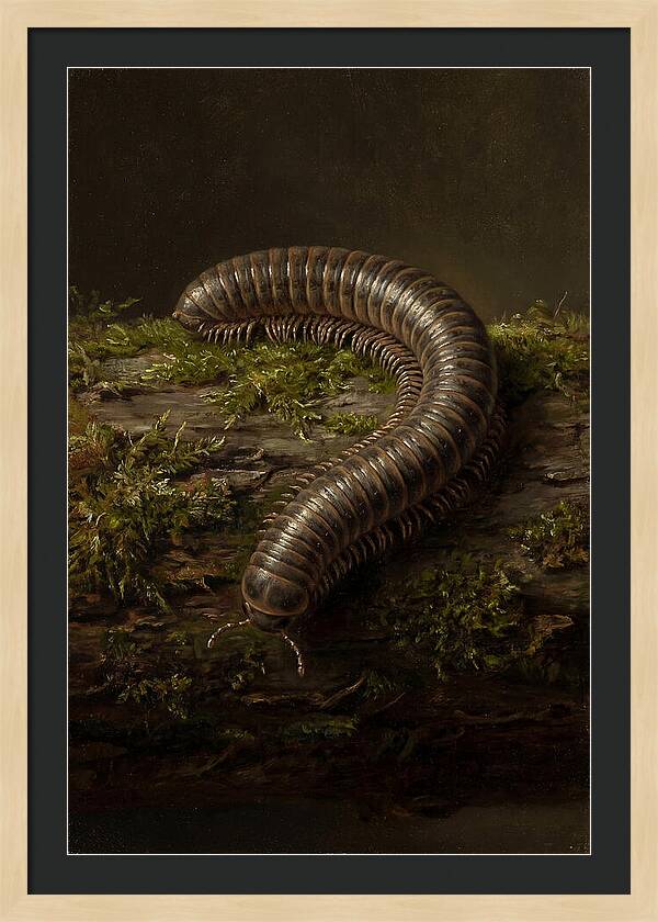 Millipede On Mossy Log