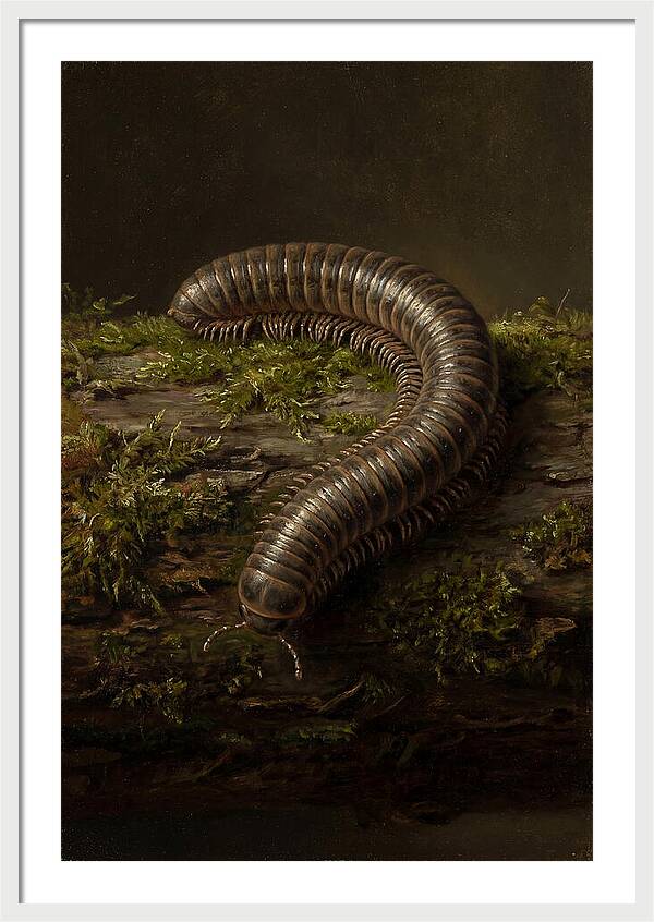 Millipede On Mossy Log