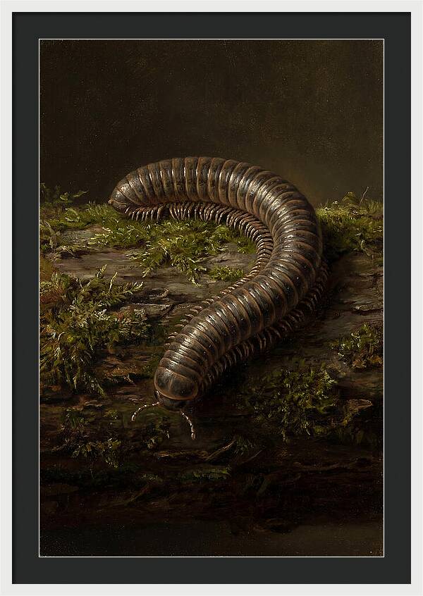 Millipede On Mossy Log
