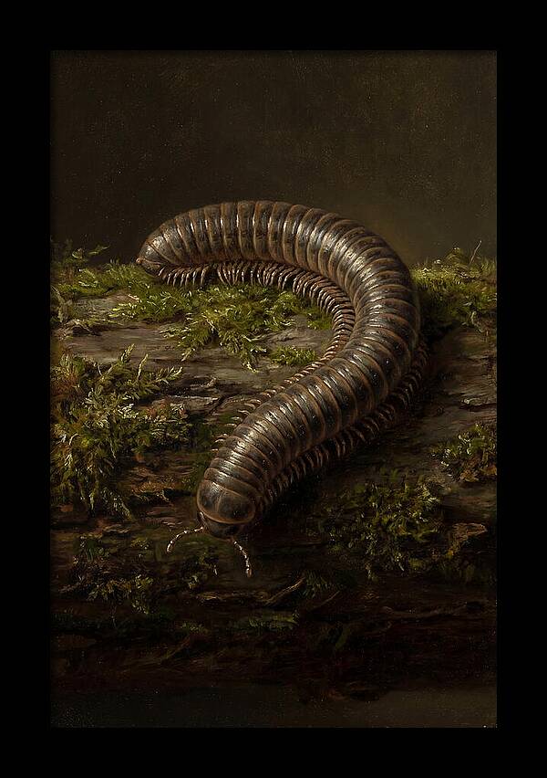Millipede On Mossy Log