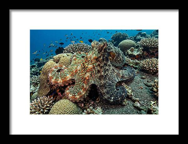 Mimic Octopus Among Coral Reefs