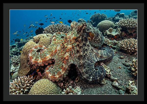 Mimic Octopus Among Coral Reefs