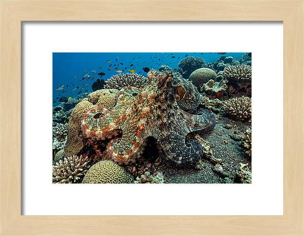 Mimic Octopus Among Coral Reefs
