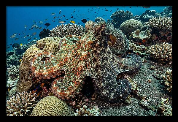 Mimic Octopus Among Coral Reefs