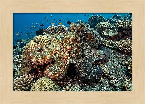 Mimic Octopus Among Coral Reefs