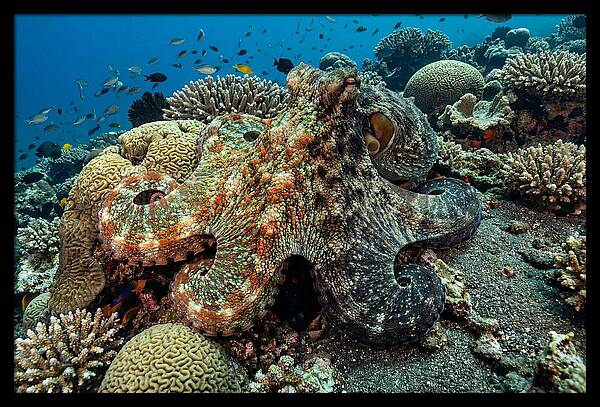Mimic Octopus Among Coral Reefs