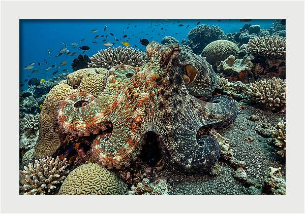Mimic Octopus Among Coral Reefs