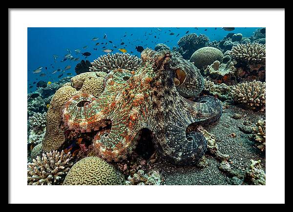 Mimic Octopus Among Coral Reefs