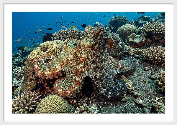 Mimic Octopus Among Coral Reefs