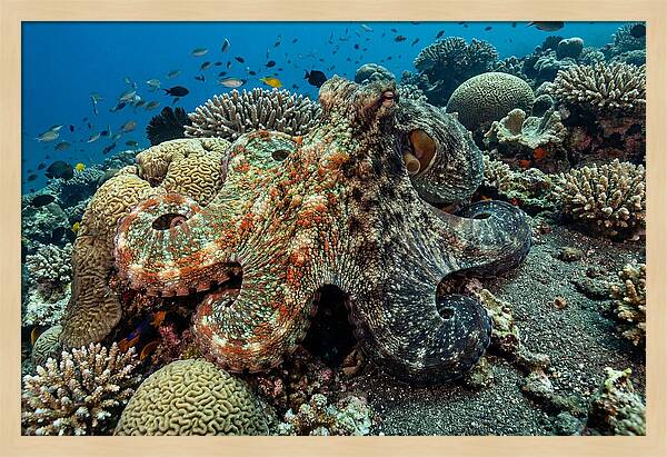 Mimic Octopus Among Coral Reefs