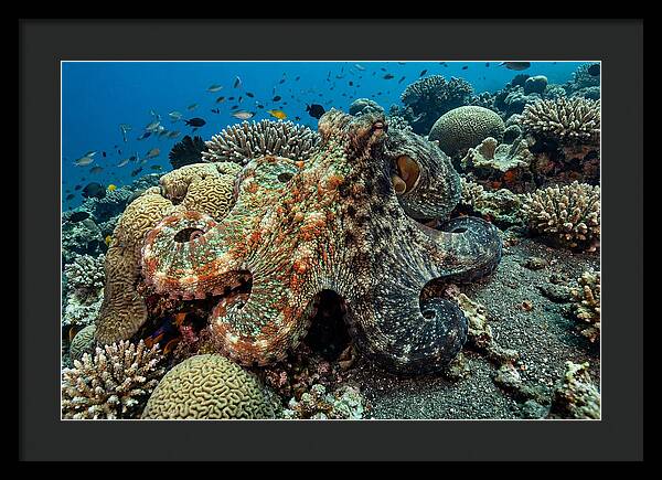 Mimic Octopus Among Coral Reefs